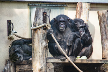 Chimpanzee sitting with others