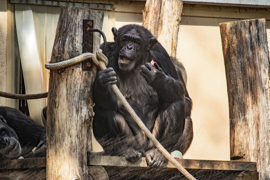 Chimpanzee Sitting And Talking Gesture