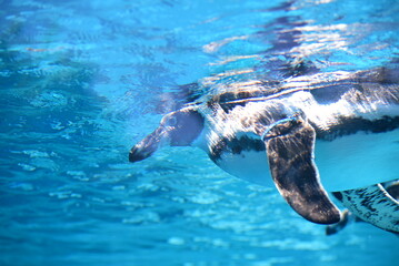 Beautiful penguin swimming in ice water 