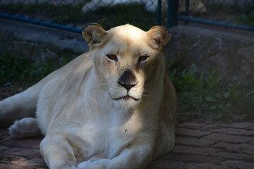 Beautiful rare white lioness resting on a sunny day