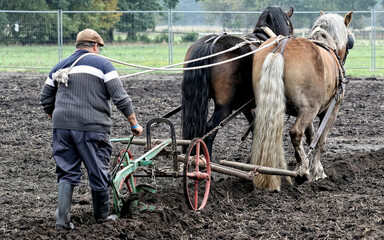 View of a beautiful brown horse with their owner in the farm on a blurry background