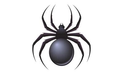 Realistic black spider on white background. Wild spider on white background