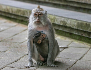 japanese macaque sitting on the ground with baby