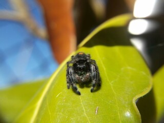 Jumping Spider on Magnolia