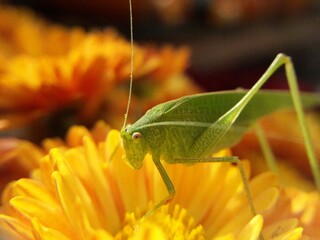 Katydid on Mum
