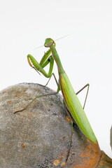 Europäische Gottesanbeterin, Mantis religiosa