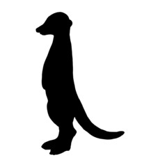 Silhouette of a meerkat animal on a white background.Vector illustration.
