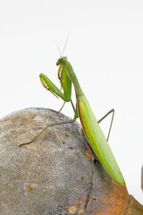 Europäische Gottesanbeterin, Mantis religiosa