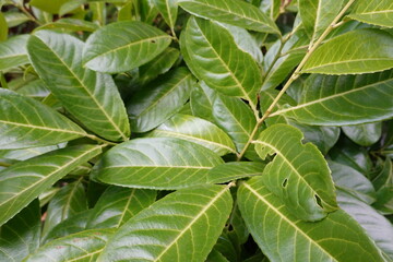 Cherry laurels may be grown primarily for their glossy green leaves, but they also have beautiful and long-lasting spring blooms