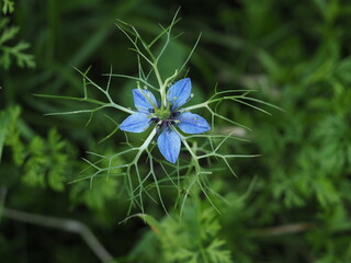 Die Jungfer im Grünen ist mit ihren blauen Blüten ein echter Hingucker in jedem Blumenbeet