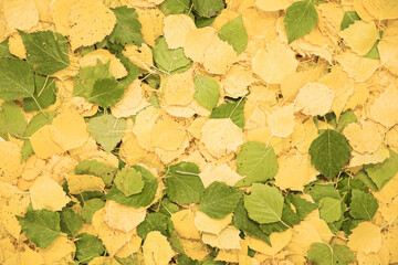 Yellow and green autumn fallen leaves as background. Fall season golden leaves texture. Natural foliage pattern.