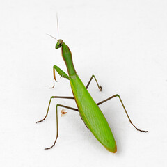 Europäische Gottesanbeterin, Mantis religiosa