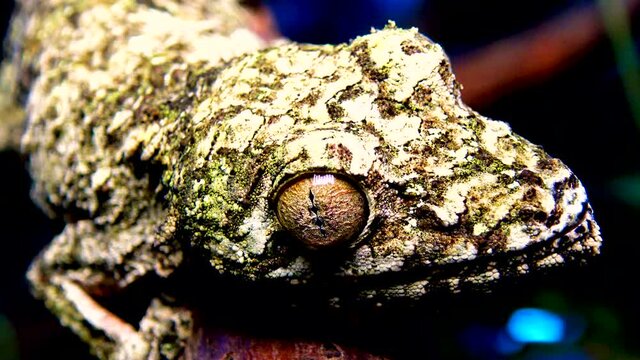 Mossy leaf-tailed gecko (Uroplatus sikorae), lizard with camouflage color on a tree branch