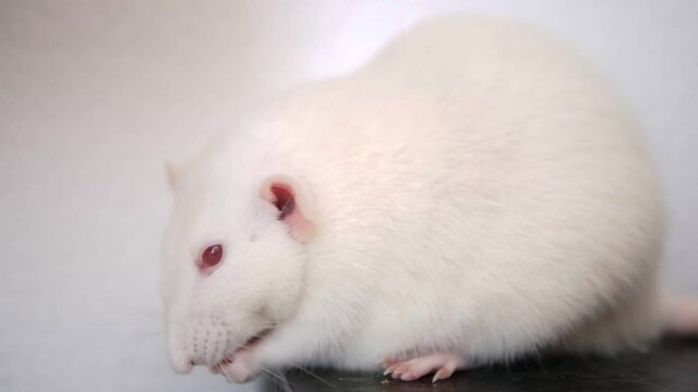 close-up of a white rat eating a grain on a white background.