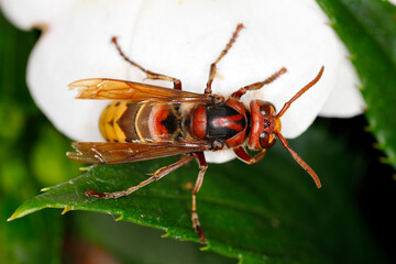 Hornisse, Vespa crabro
