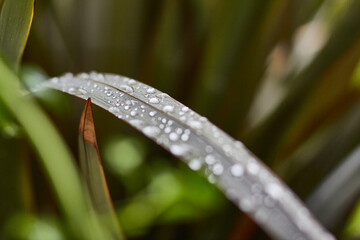 Well-formed drops of rain or dew on a leaf of ... the whole plant enters out of focus. Drops in detail, small, large and of different sizes.