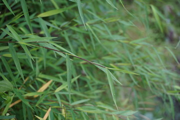 Bamboo grass (rumput bambu, genus Lophatherum) with a natural background