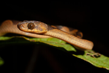 Leptodeira annulata