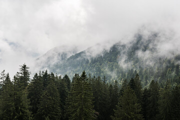 Obraz na płótnie Canvas Bergwald und Berge im Nebel