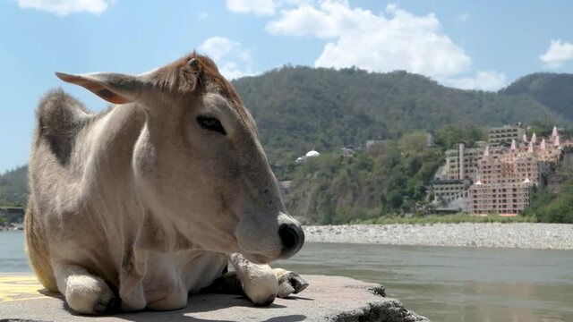 A white sacred cow lies on the bank of the Ganges. Rishikesh City India