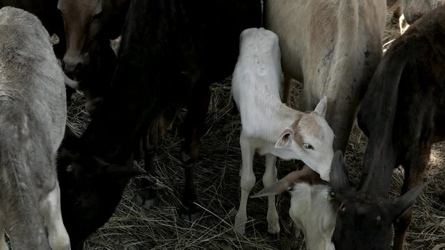 White baby cows are among the older cows.