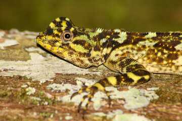 Lagartijas zanqueras de los árboles