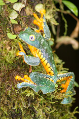 Cruziohyla craspedopus