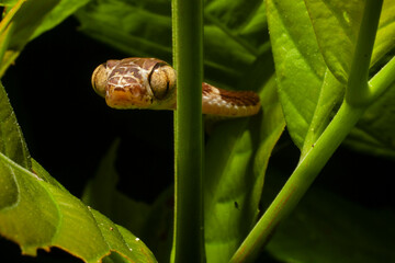 Imantodes cenchoa