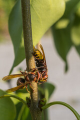 Hornissen  am Flieder  Pflanzensaft trinkend