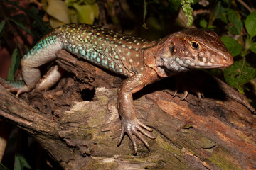 Dicrodon guttulatum