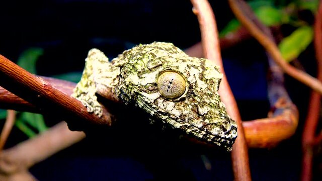 Mossy leaf-tailed gecko (Uroplatus sikorae), lizard with camouflage color on a tree branch