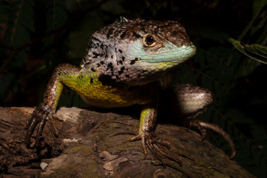 Stenocercus iridescens