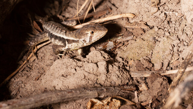 close up of a lizard