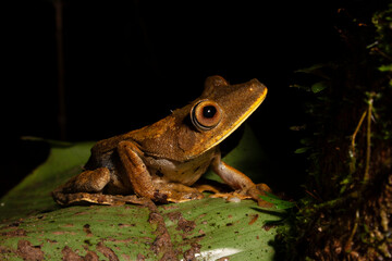 Map Treefrog