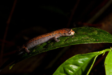 Salamander in Ecuadorian Amazon
