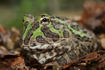 Pacific horned frog