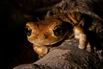 Chocoan milky frog