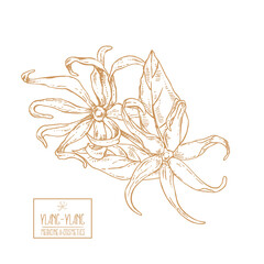 Hand drawn vector ylang ylang flowers illustration