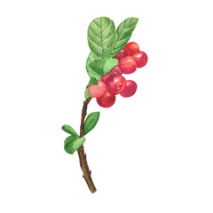 Cowberry branch isolated on white background. Watercolor hand drawing illustration. Perfect for food design, healthy style, menu, print.