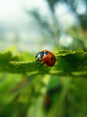 Ladybug Making It Through Life