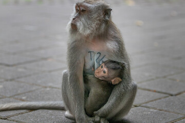 japanese macaque with baby