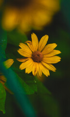Zółty kwiatuszek