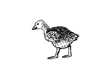 Fototapeta na wymiar Vector goose on white background,farmbird
