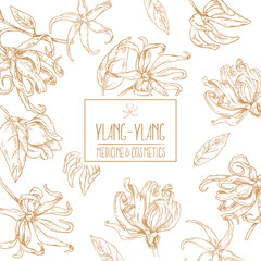 Hand drawn vector ylang ylang flowers illustration