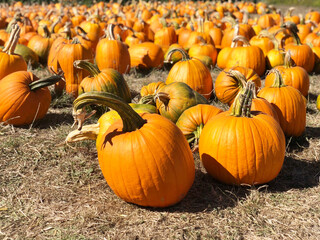 Pumpkin patch. Field of small orange pumpkins, daylight. Pumpkin harvest fest