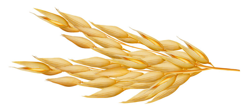 Ramo de aveia em fundo branco para recorte.