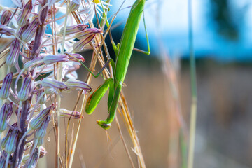 Close-up of a green praying mantis, clinging to some flowers.
