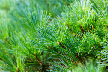Green forest background of pine needles. Christmas tree branches. Nature New Year concept. Festive design. Abstract natural green coniferous wallpaper. Macrophotography
