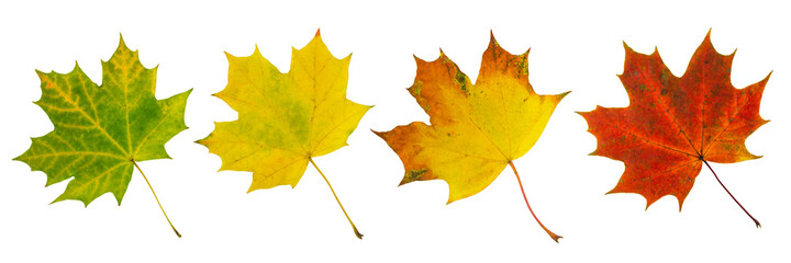 Multicolored autumn maple leaves isolated on white background - Powered by Adobe