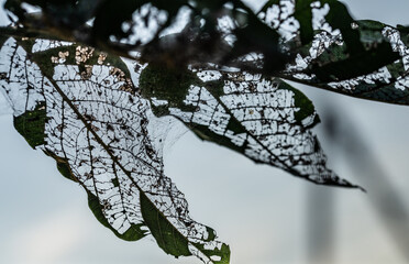 Photos are made in the style of minimalism, impressionism and art